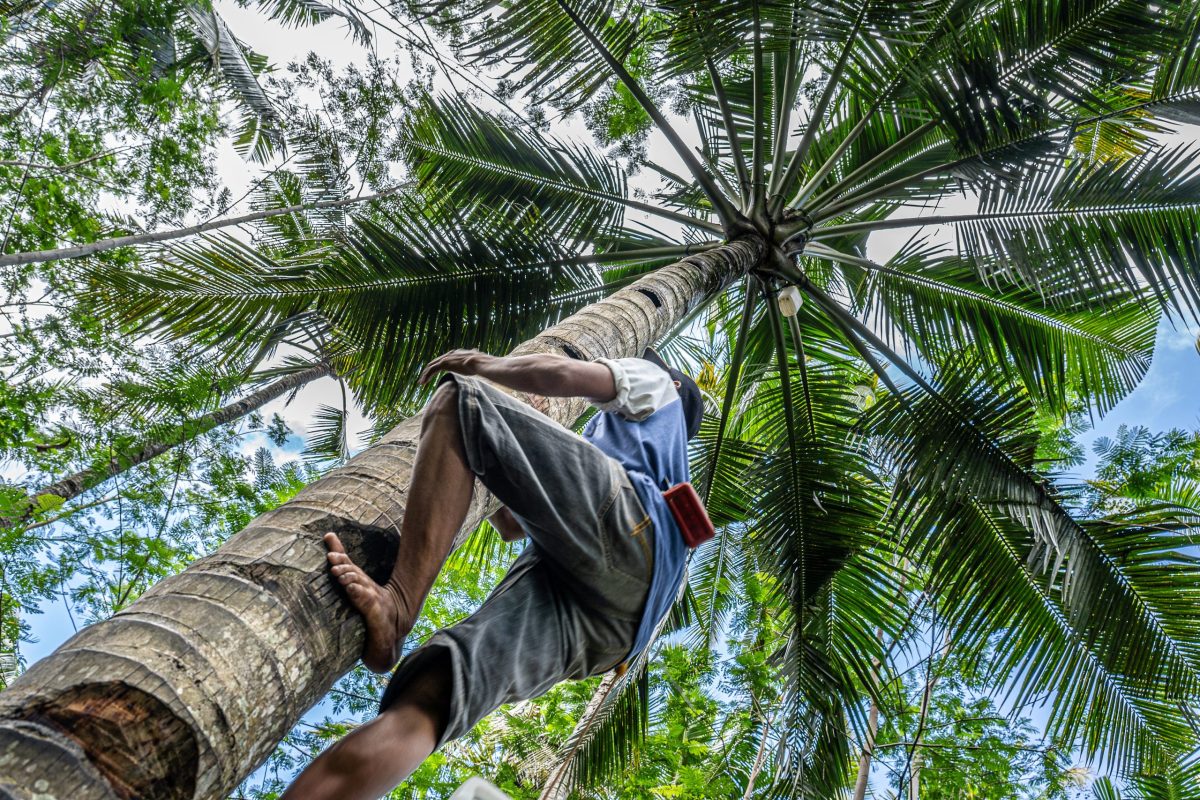 A low angle shot of a male climbing a tall palm tree